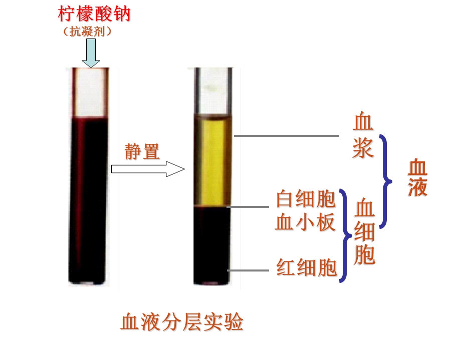 七下生物441流动的组织—血液文档资料.ppt_第3页