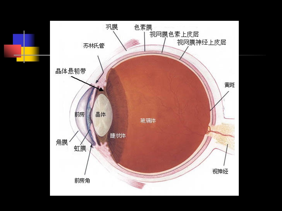 中学眼保健专业课件PPT文档.ppt_第2页