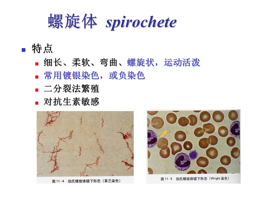 其他细胞型微生物ppt课件文档资料.ppt_第3页