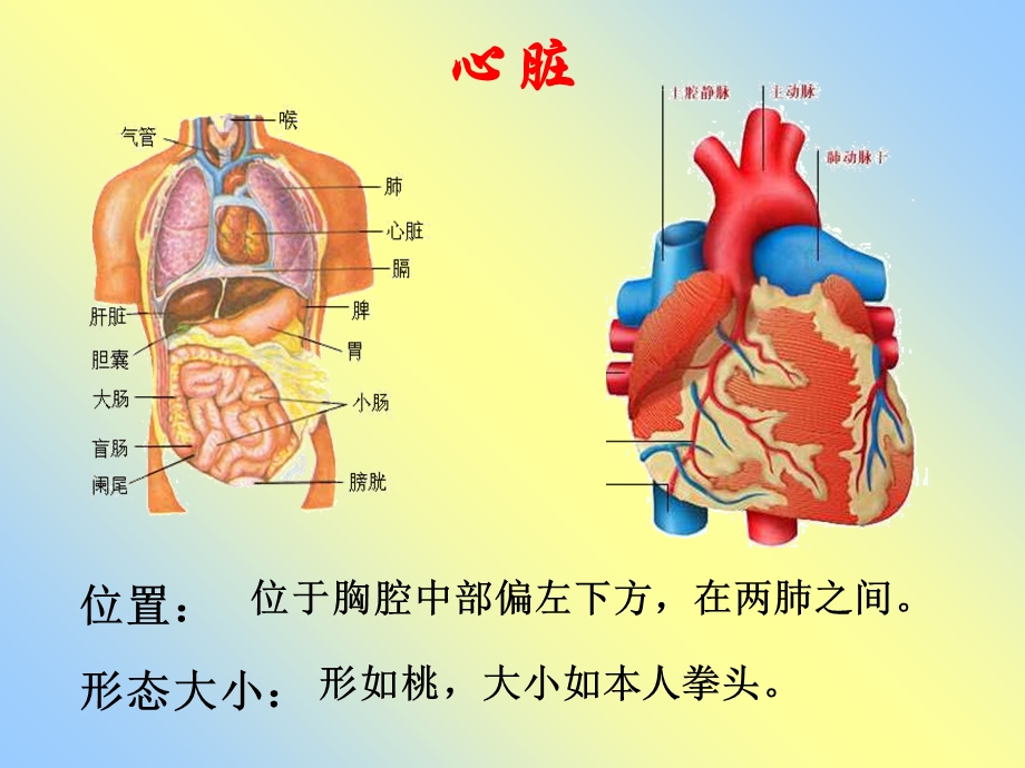 心脏血液循环文档资料.ppt_第1页