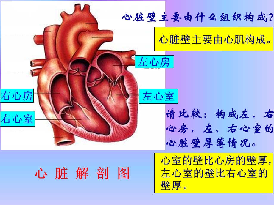 心脏血液循环文档资料.ppt_第2页