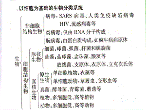 二轮细胞的物质基础文档资料.ppt