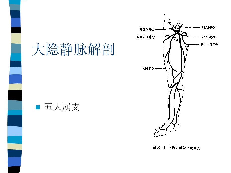 下肢静脉曲张PPT文档.ppt_第3页