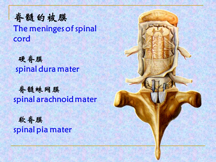 18脑和脊髓的被膜血管PPT课件.ppt_第2页