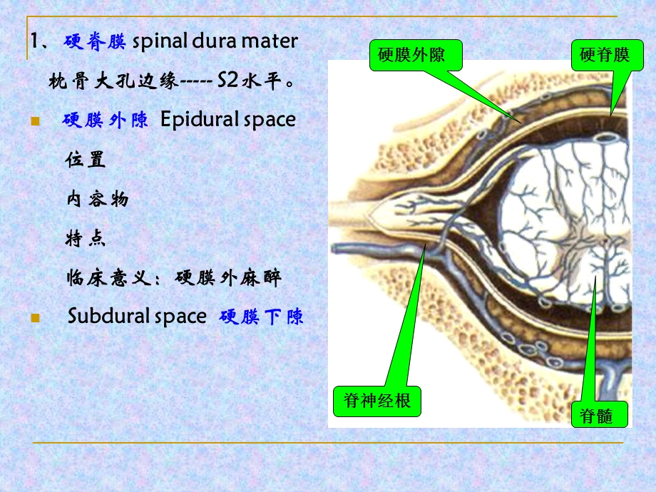 18脑和脊髓的被膜血管PPT课件.ppt_第3页