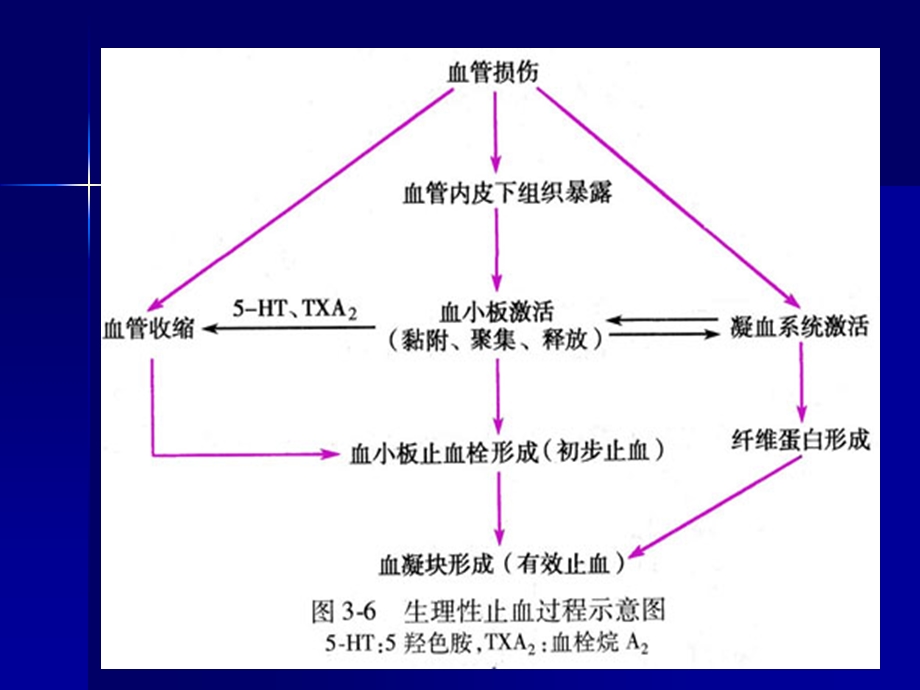 出血性疾病文档资料.ppt_第3页