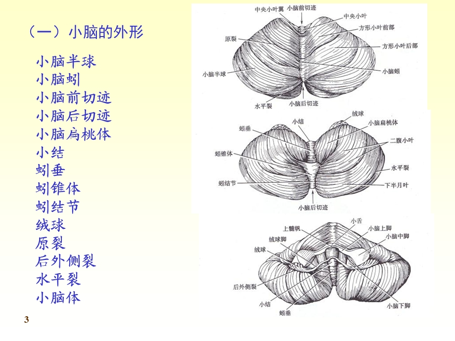 人体解剖学7神经系统PPT文档.ppt_第3页