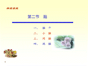 人体解剖学7神经系统PPT文档.ppt