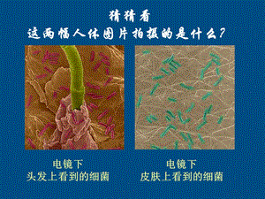 八年级生物上册第四章第二节细菌课件人教新文档资料.ppt