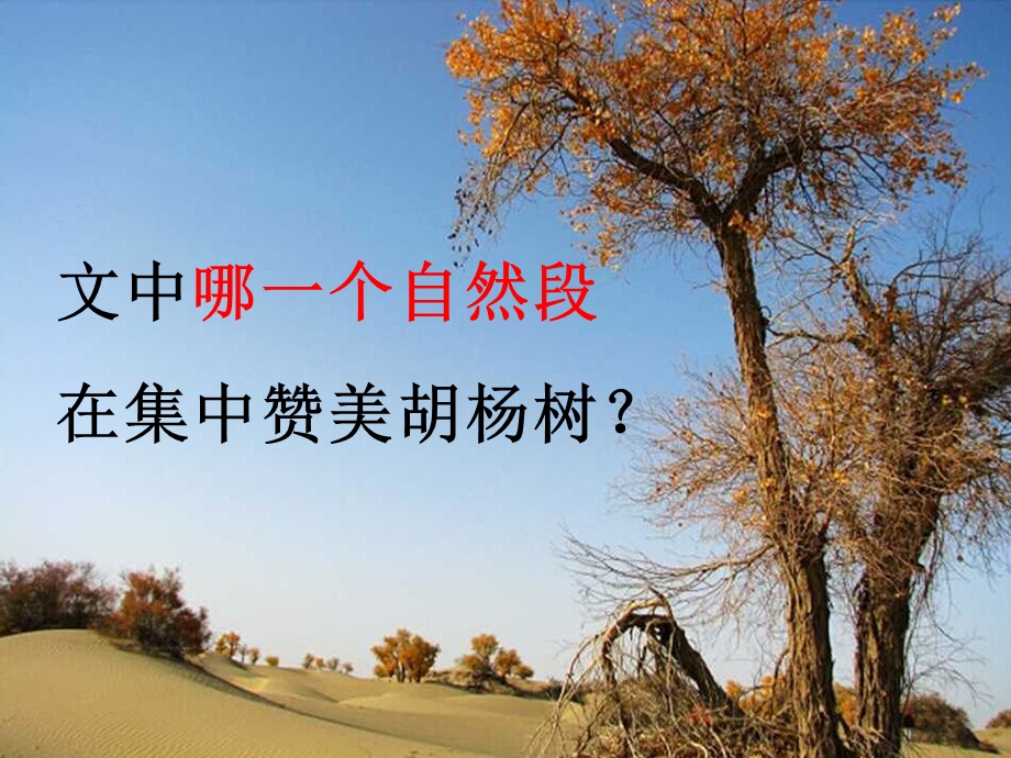 胡杨赞课件.ppt_第3页