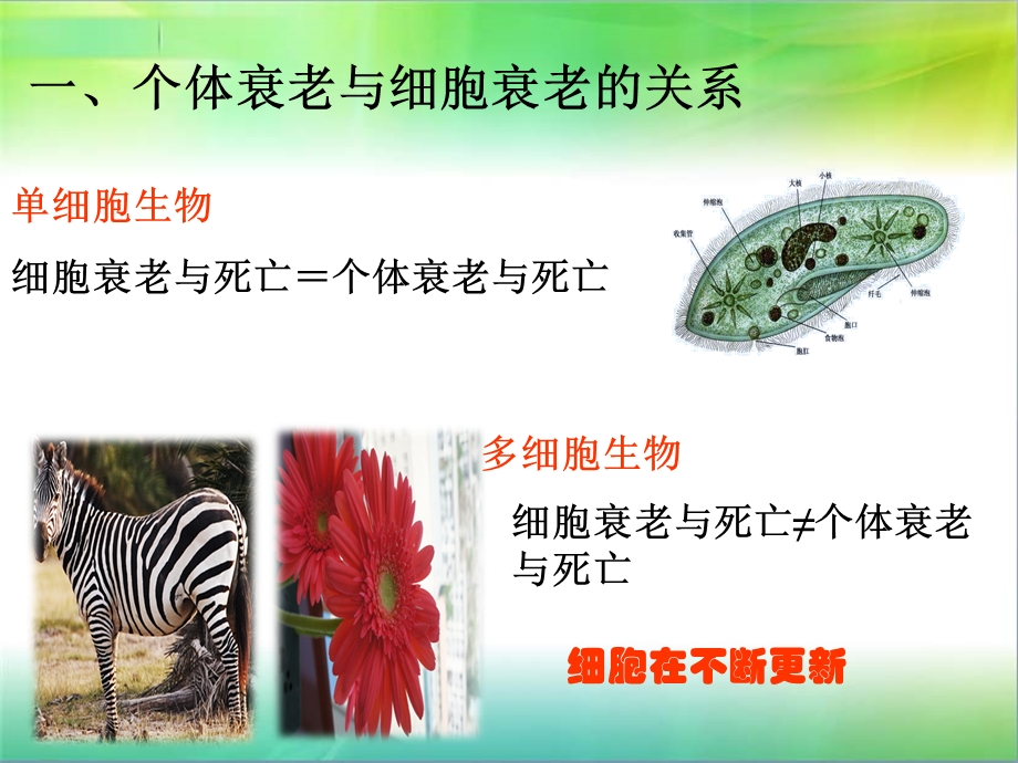 最新pyn细胞的衰老与凋亡PPT文档.ppt_第3页