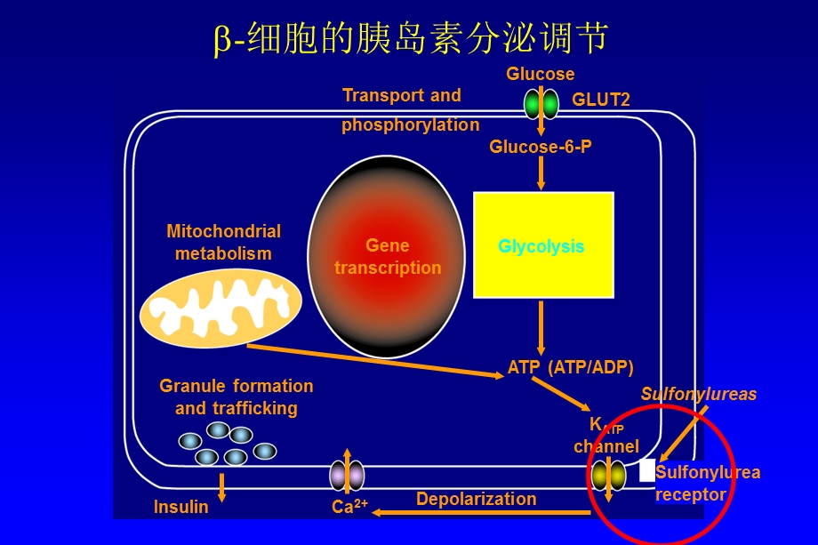 心内科医生应掌握的糖尿病知识PPT文档.ppt_第2页