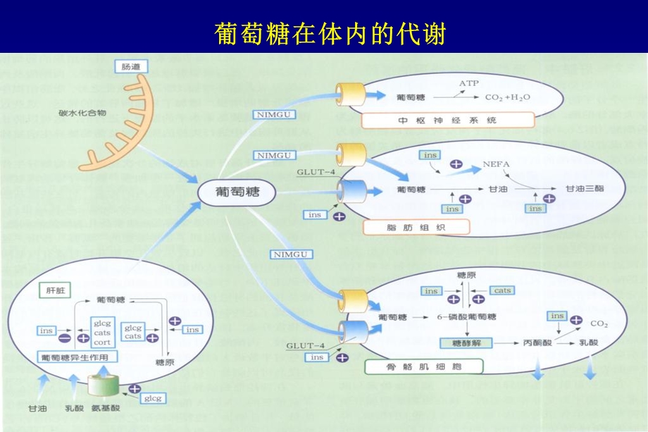 心内科医生应掌握的糖尿病知识PPT文档.ppt_第3页