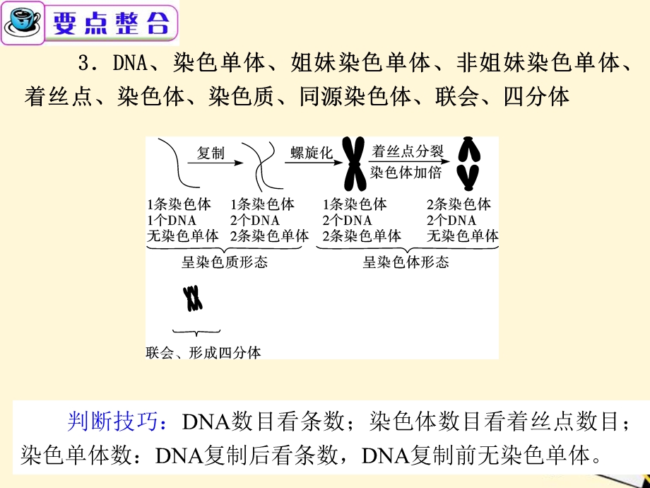 广东省高考生物二轮总复习第5课时细胞增殖和受精作用PPT课件.ppt_第2页