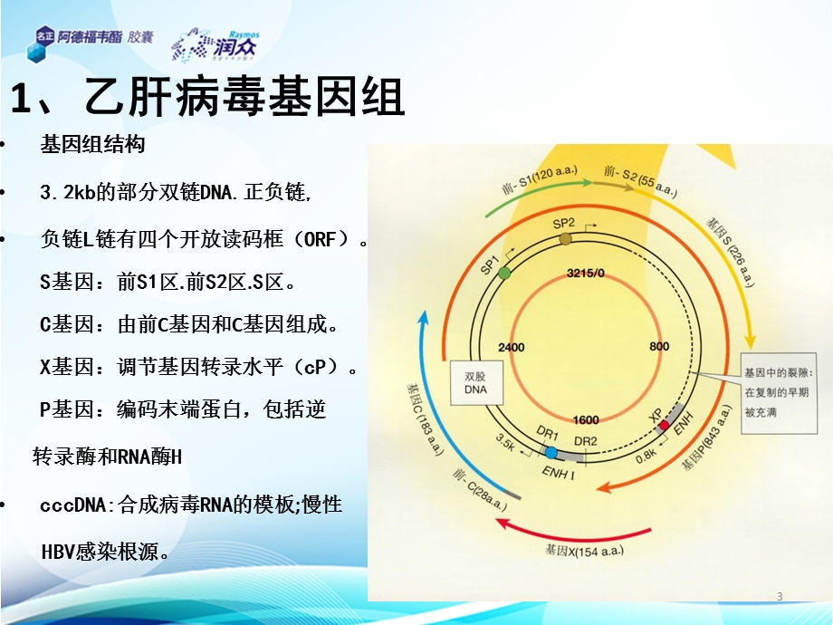 乙肝病毒基础知识及名正ppt课件精选文档.pptx_第3页