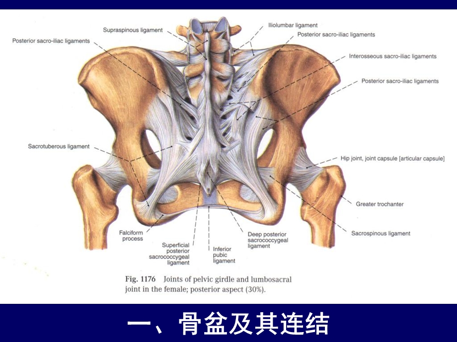 人体断层解剖学女性盆部断层面解剖文档资料.ppt_第2页