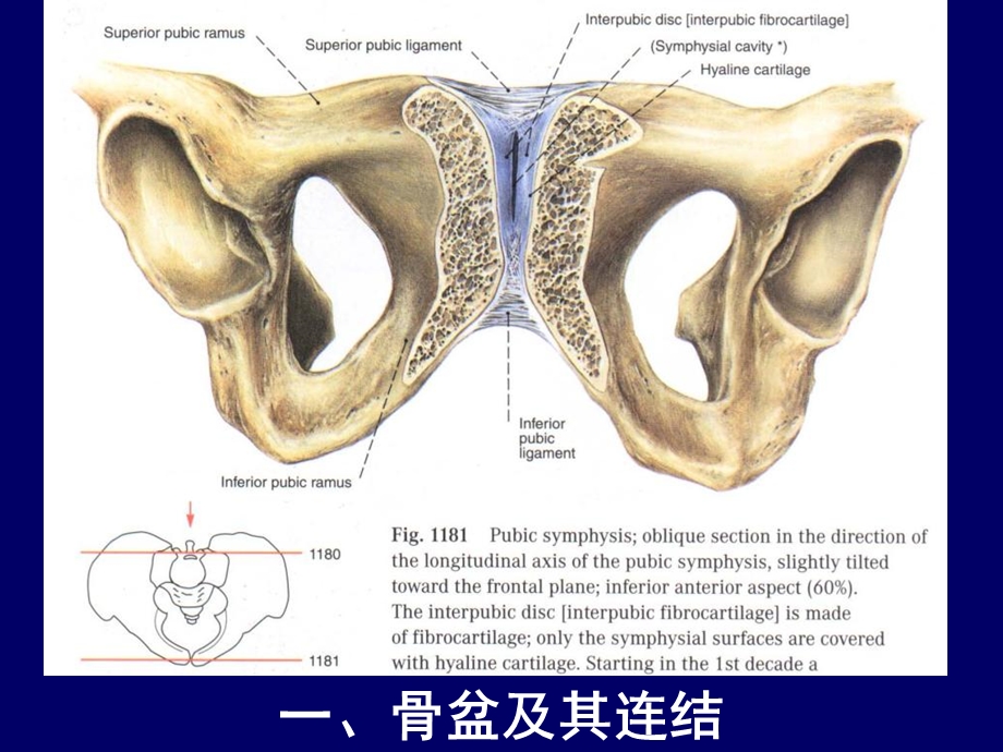 人体断层解剖学女性盆部断层面解剖文档资料.ppt_第3页