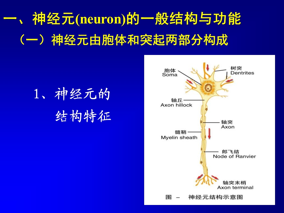 10神经系统的功能文档资料.ppt_第2页