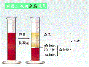 七年级生物血液循环途径课件文档资料.ppt