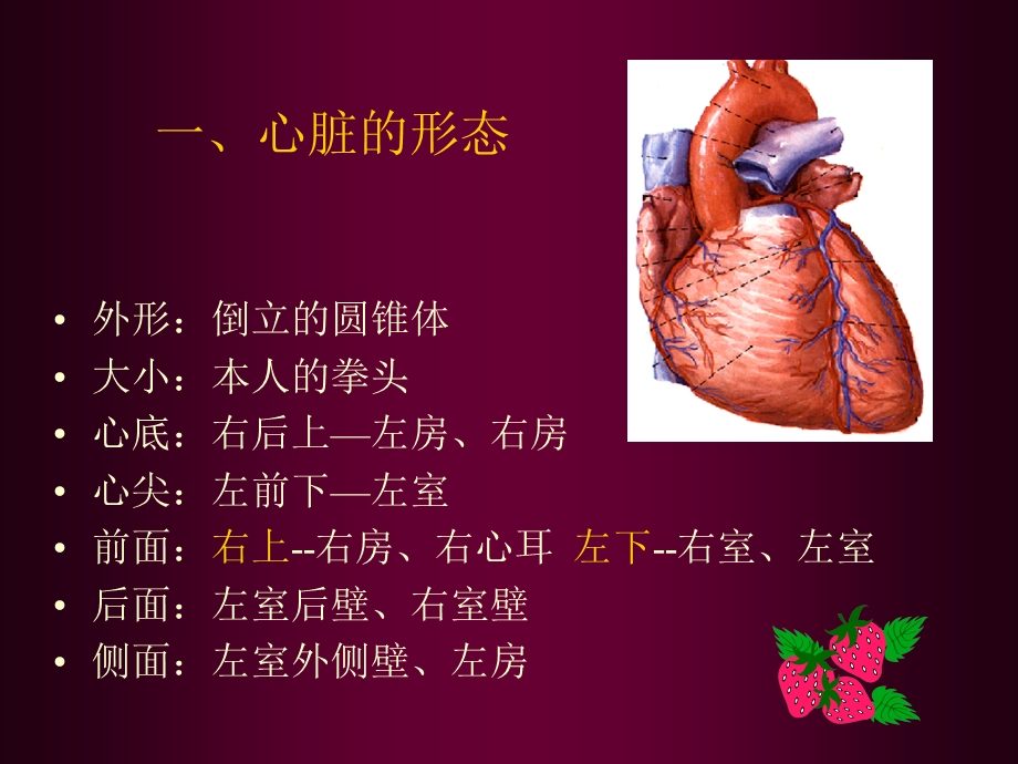 心脏超声解剖名师编辑PPT课件.ppt_第3页