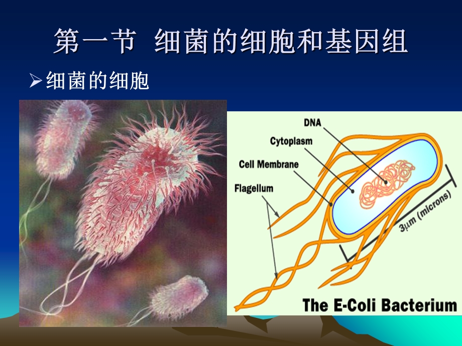 06第六章细菌的遗传分析文档资料.ppt_第1页