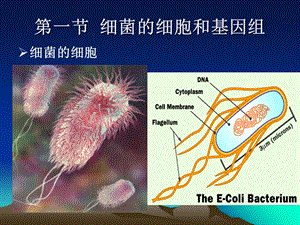 06第六章细菌的遗传分析文档资料.ppt