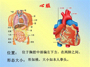 心脏血液循环ppt课件文档资料.ppt