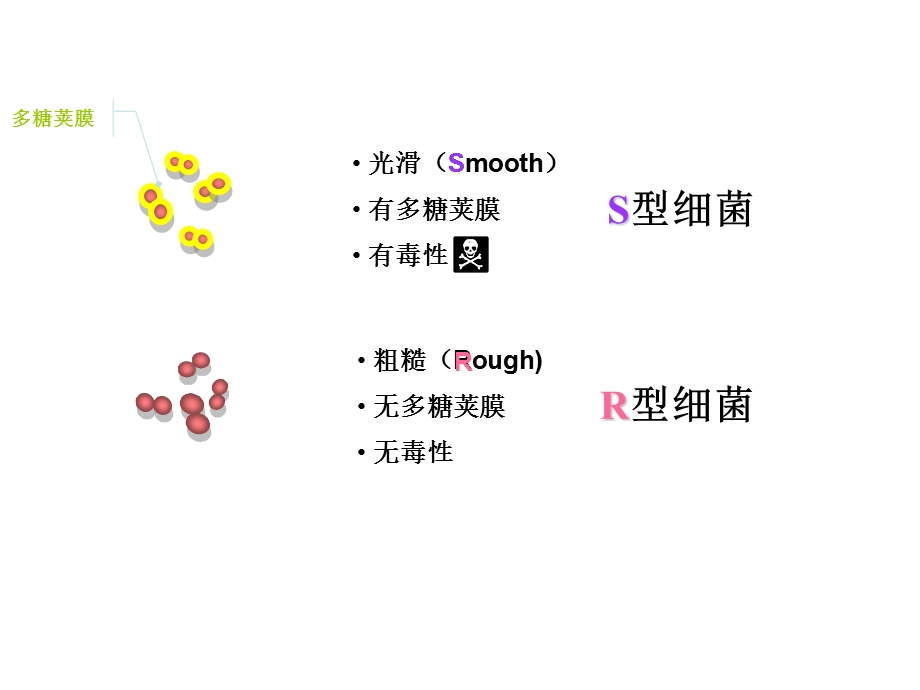 DNA是主要的遗传物质 (3).ppt_第3页