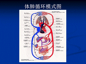 体外循环与先天性心脏病七年制精选文档.ppt