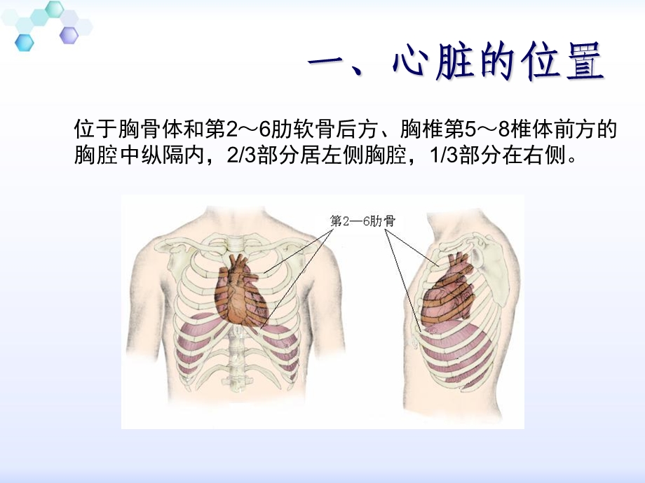 心脏的解剖结构及传导系统PPT文档.ppt_第3页