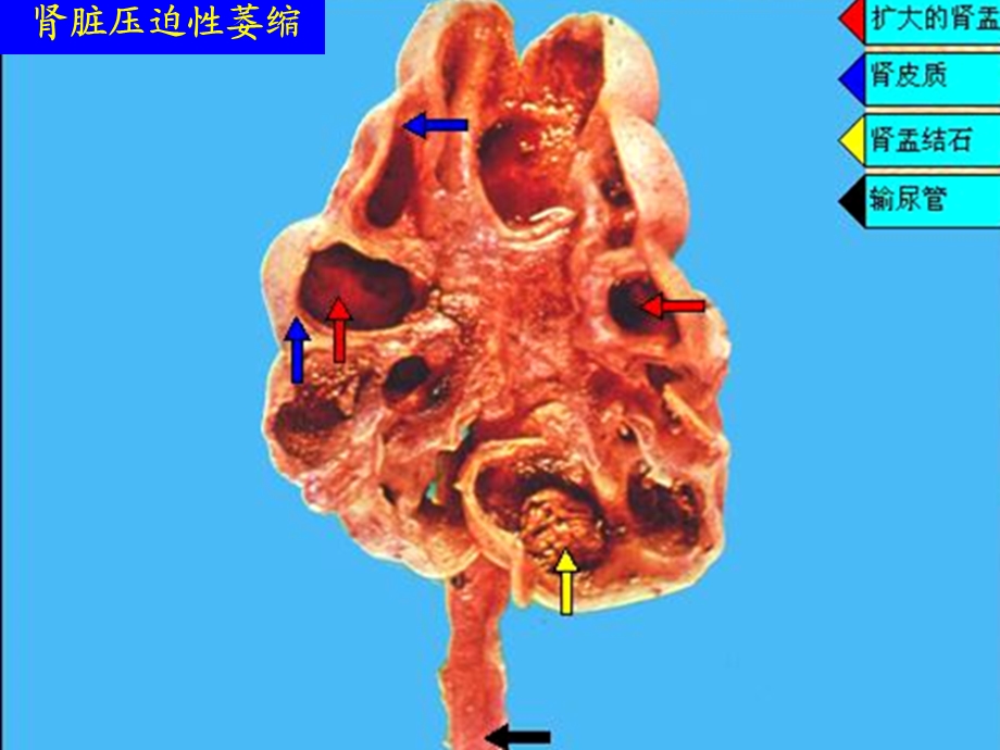 实验一损伤与修复ppt课件PPT文档.ppt_第3页