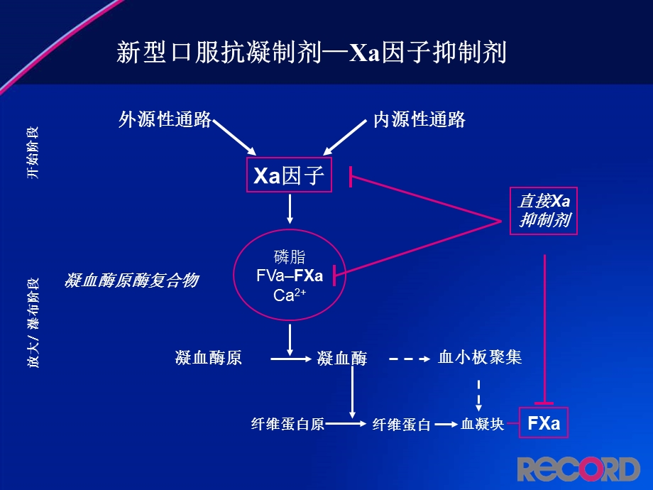 利伐沙班预防全髋或全膝关节置换术后静脉血栓栓塞事件文档资料.ppt_第3页