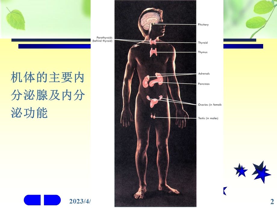 内分泌系统11精选文档.ppt_第2页