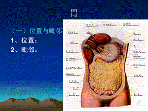 局部解剖结肠上区下区PPT文档.ppt