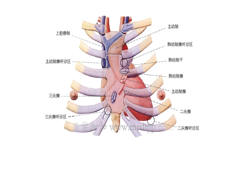 心脏图谱名师编辑PPT课件.ppt_第1页