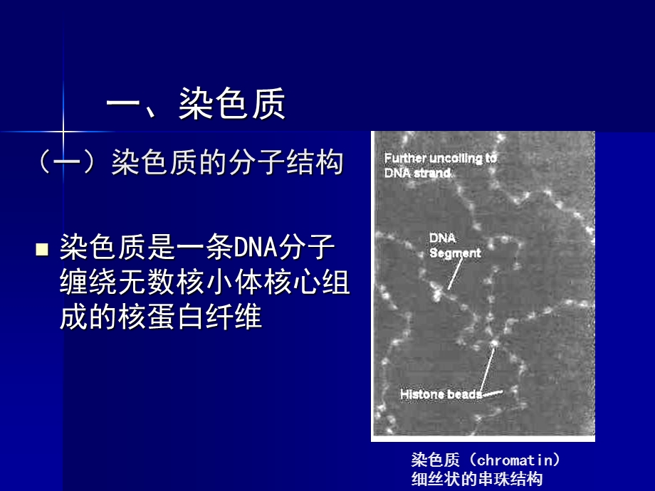 424遗传的细胞基础精选文档.ppt_第3页