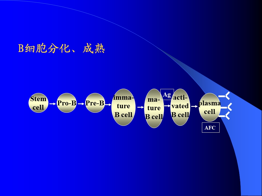 医学免疫学医学免疫学B淋巴细胞PPT文档.ppt_第1页