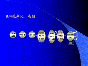 医学免疫学医学免疫学B淋巴细胞PPT文档.ppt