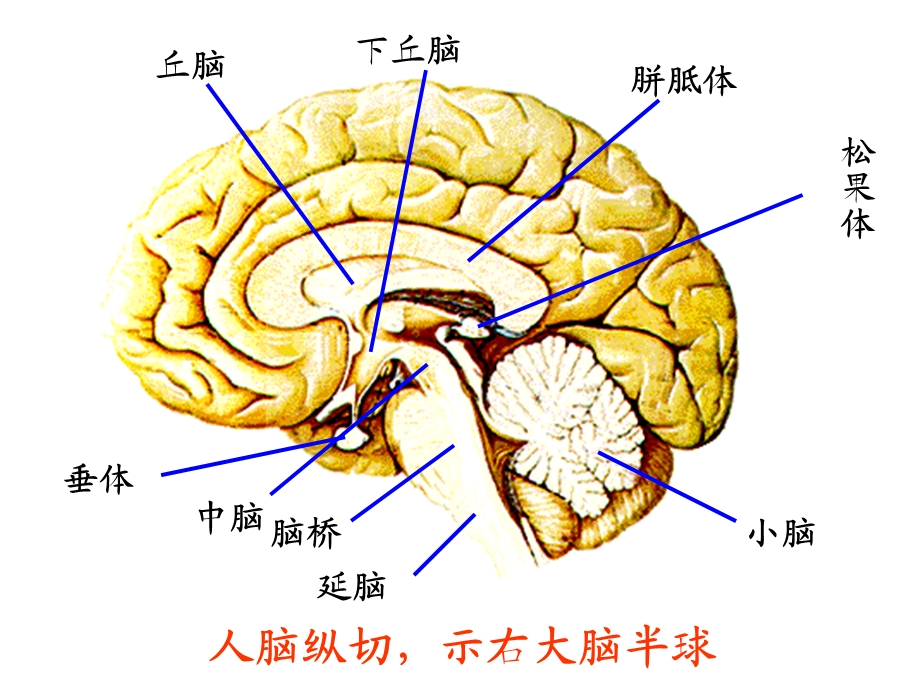 人脑的结构文档资料.ppt_第1页