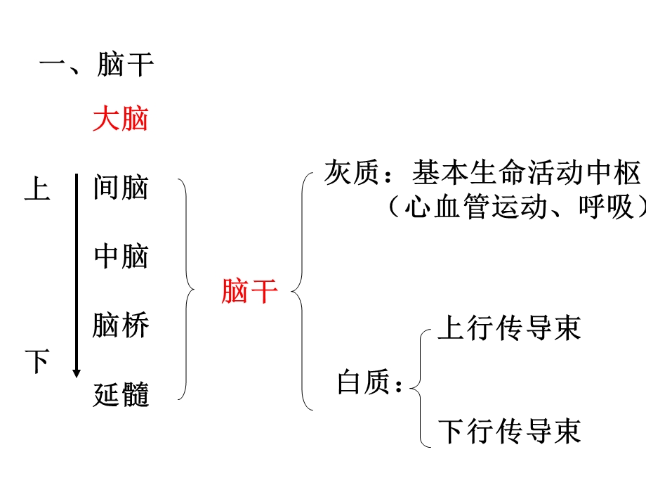 人脑的结构文档资料.ppt_第2页