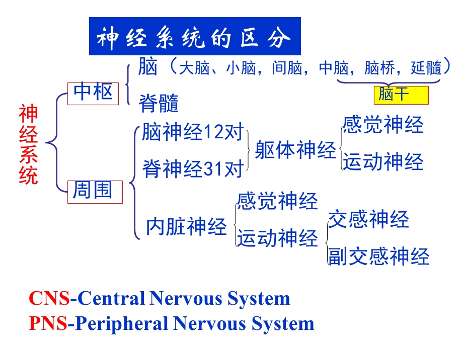 111神经系统总论PPT文档资料.ppt_第2页