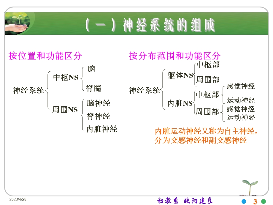 神经系统PPT课件文档资料.ppt_第3页