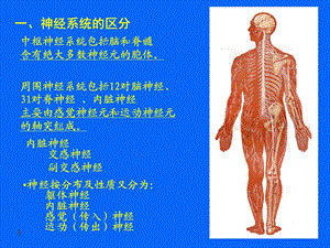 12神经系统总论人体结构学PPT课件.ppt