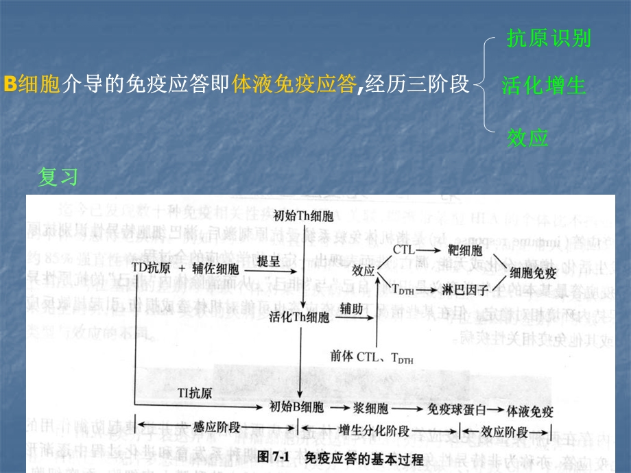 13章B细胞激活文档资料.ppt_第1页