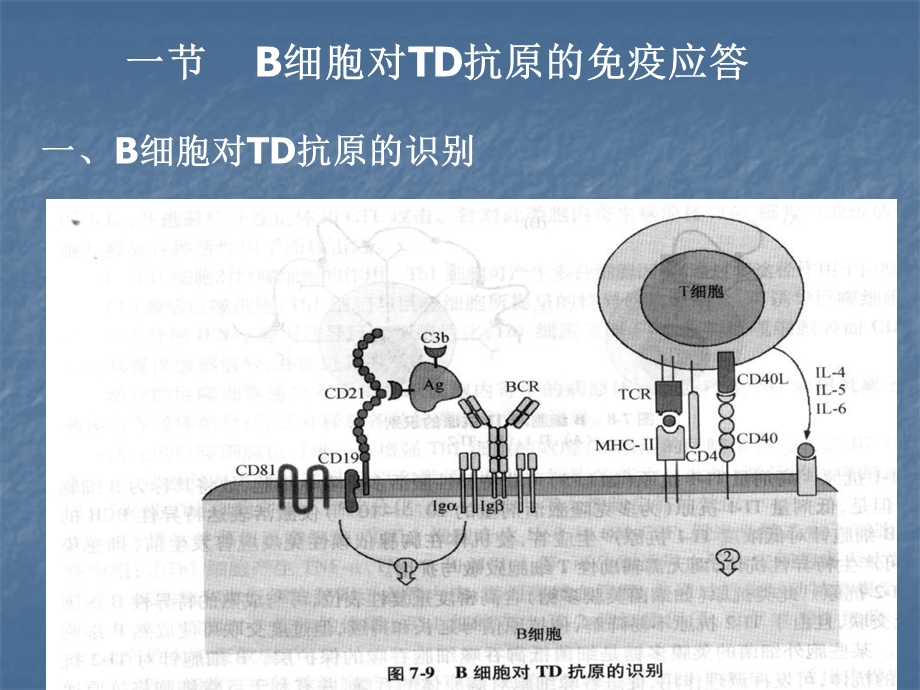 13章B细胞激活文档资料.ppt_第3页