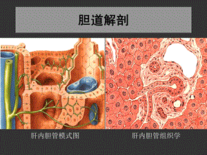 上海交大外科学胆道疾病ppt课件精选文档.ppt