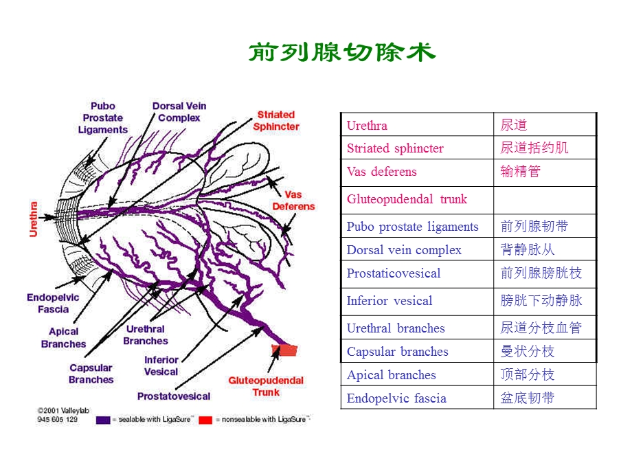 外科手术图谱精选文档.ppt_第1页