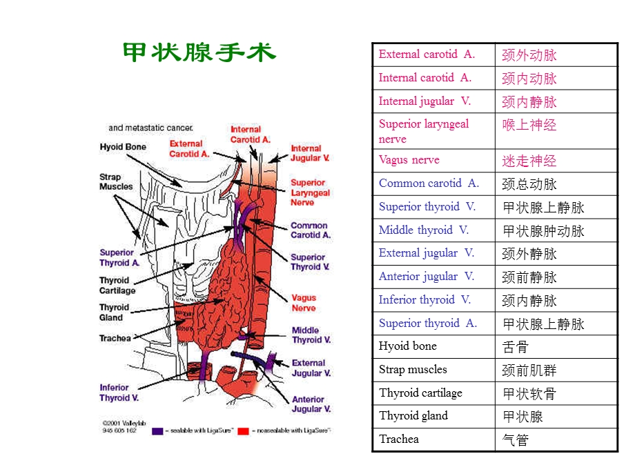 外科手术图谱精选文档.ppt_第3页