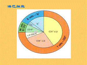 TB免疫细胞精选文档.ppt