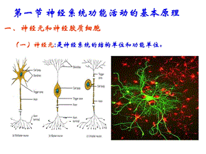 09本10章神经精选文档.ppt
